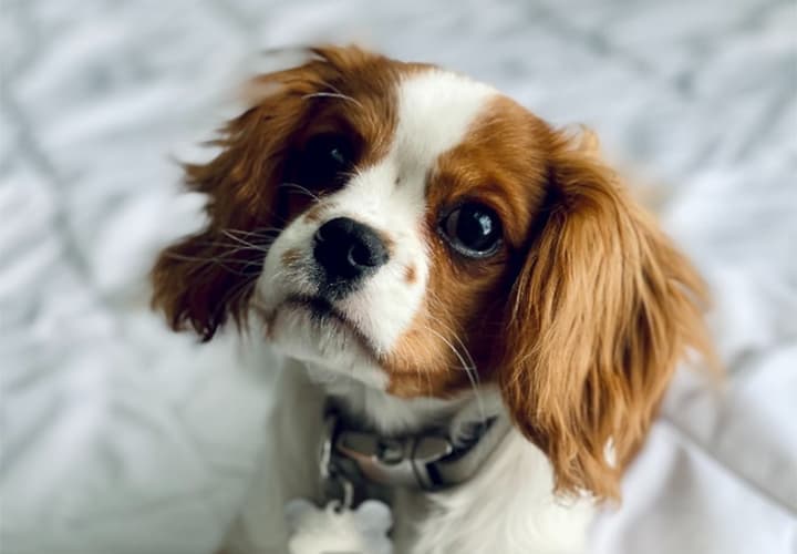 dogs for seniors stay active