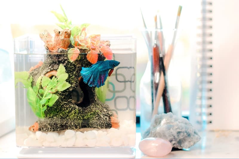 fish for seniors